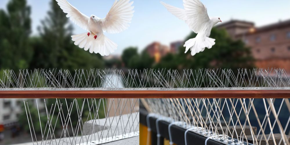 Pigeon Spikes and Bird Spikes in Bangalore - Call at 9980667693