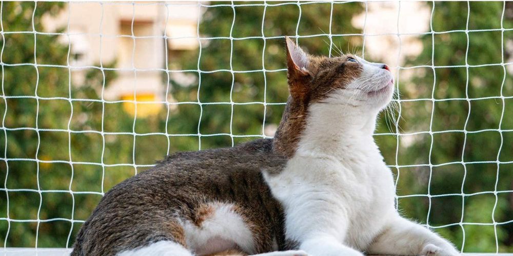 Cat Safety Nets in Bangalore | Call 9980667693 for Quote