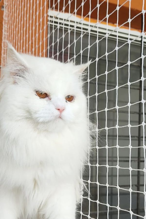 Cat Safety Nets in Bangalore | Call 9980667693 for Quote